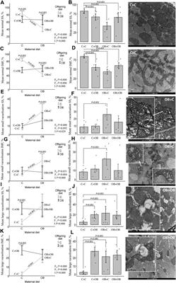 The interplay of maternal and offspring obesogenic diets: the impact on offspring metabolism and muscle mitochondria in an outbred mouse model